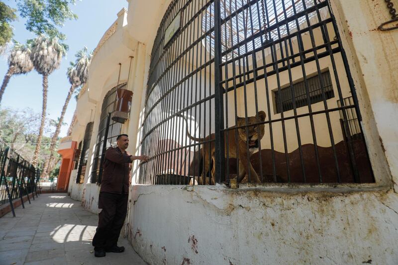 A Giza Zoo keeper stops to look in the lions cage as he walks through the zoo that is devoid of visitors. Reuters