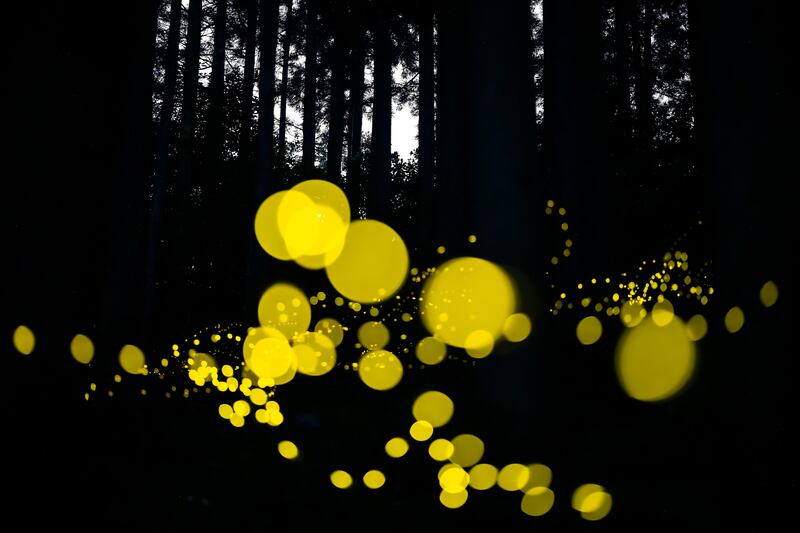 Honourable Mention, Wildlife, Masahiro Hiroike, Japan. Nanbu Town, Tottori Prefecture, Japan. Himebotaru fireflies emit short and powerful lights like a flash.