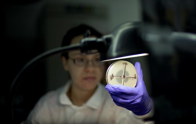 A microbiologist reads a plate to check a bacterium’s resistance to carbapenem, an antibiotic of last resort. David Goldman / AP Photo 