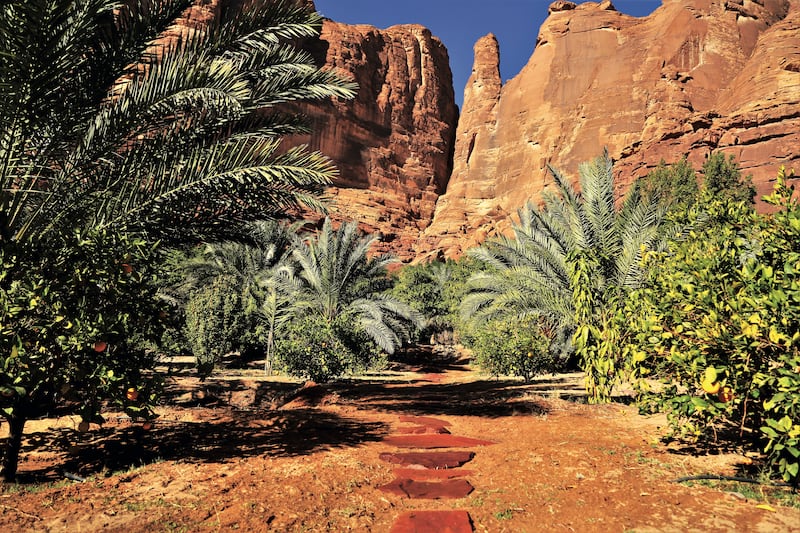 The orange trees benefit from the shade of the palm trees, allowing them to flourish. Photo: Royal Commission for AlUla