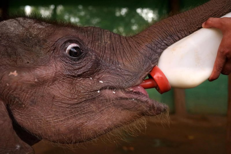 A keeper feeds Ayeyar Sein, a four-month-old baby elephant who lost her parents to poachers, after her daily wound cleaning in Wingabaw Elephant Camp, Bago, Myanmar. Reuters