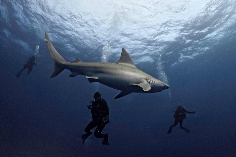 Divers swim with a sandbar shark off Jupiter, Florida, US.  AFP