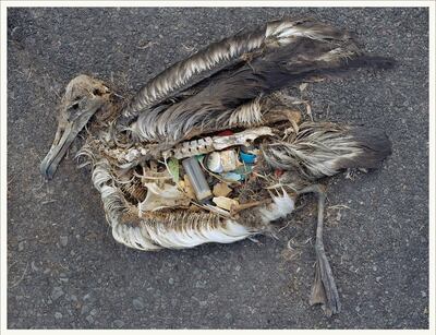 'Albatross' by Chris Jordan documents the lives and deaths of thousands of birds. Al Sidr Film Festival 