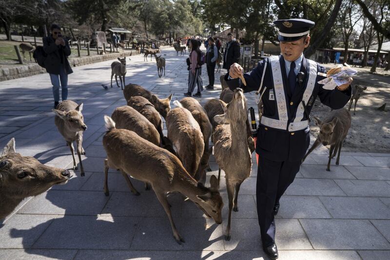 A security guard feeds sika deer at a temple in Nara, Japan. Getty Images