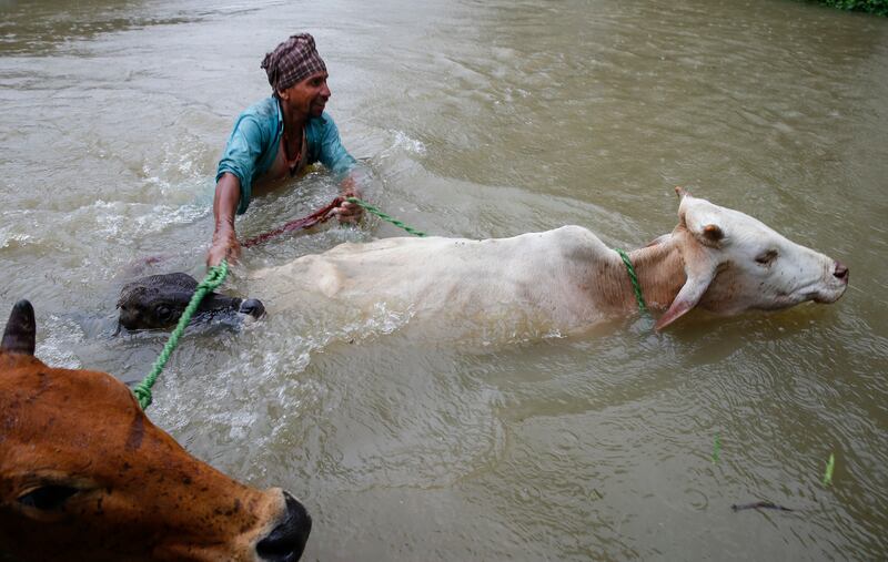 A man crosses flood water with his cattle at Topa village in Saptari district, Nepal. Narendra Shrestha / EPA