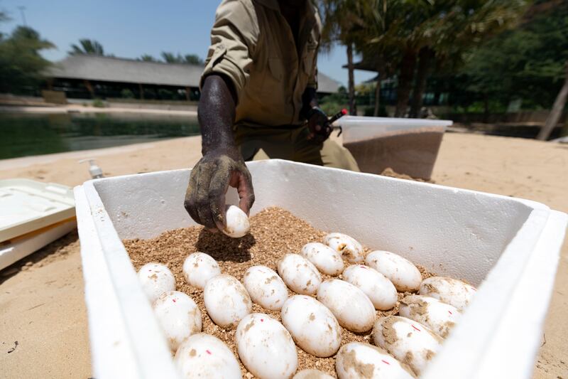 Newly laid crocodile eggs