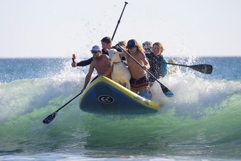 Dana McGregor and Pismo his surfing goat catch a wave with friends, while surfing in San Clemente, California, US. Reuters