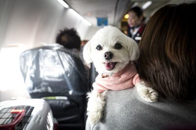 Japan Airlines also allows dogs on board. Getty Images