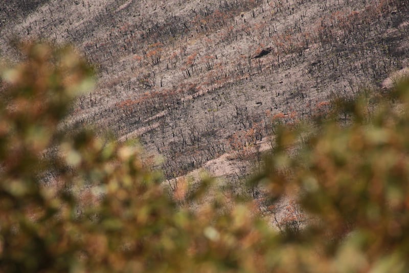 The aftermath of the 2019-2020 bushfires in the Stirling Ranges National Park, Western Australia. Louise Burke/The National