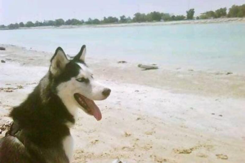 Roxy, a female Husky, was two years old when stolen.