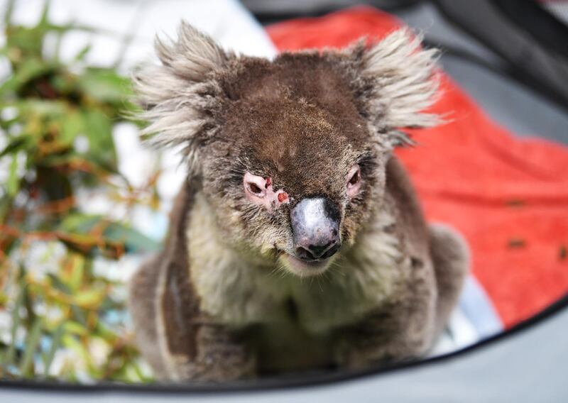 Female koala Shirley recovering in her pen at  Adelaide Koala Rescue. Getty Images