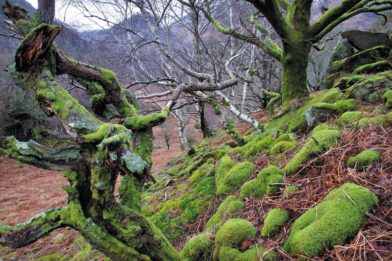 William Wordsworth took inspiration from the magnificent Atlantic oakwoods of Borrowdale in the Lake District, above, and regretted how the region had been deforested over the centuries