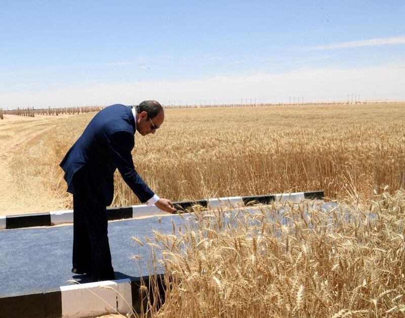 Egypt's President Abdel Fattah El Sisi examining wheat in Sharq El Owainat in New Valley province. Reuters