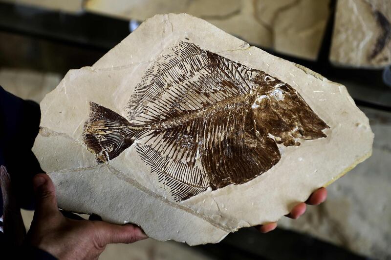 Site owner Pierre Abi Saad shows fossils found in the village of Hakel, displayed at the "Memory of time" exhibition, in Byblos north of Beirut. Fossils found in the ravine of Hakel include fish, crustaceans and cephalopods dating back to the early Cenomanian (approx. 100.5 to 93.9 million years ago).  AFP