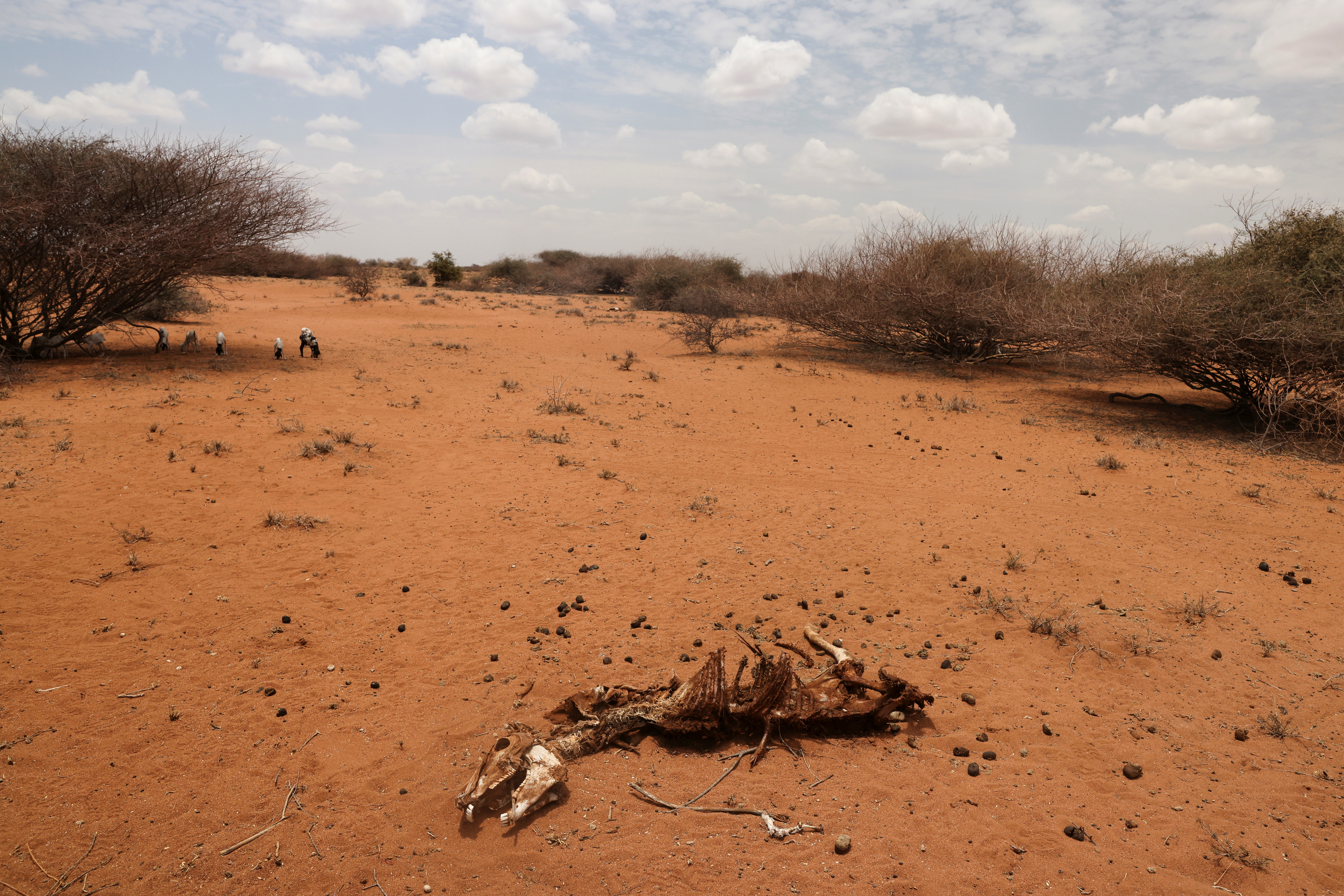 The carcass of a donkey who died, thirsty and hungry, near the town of Kargi, Marsabit county, Kenya. Drought has descended yet again in the north of the country, the latest in a series of climate shocks rippling through the Horn of Africa. Reuters