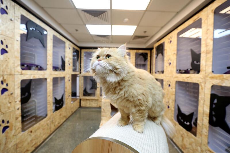 Dubai, United Arab Emirates - Reporter: Evelyn Lau. Lifestyle. Pawsome Paws in Dubai have opened a new luxury cat hotel (a place to board your cats) in Al Quoz. Thursday, March 11th, 2021. Dubai. Chris Whiteoak / The National