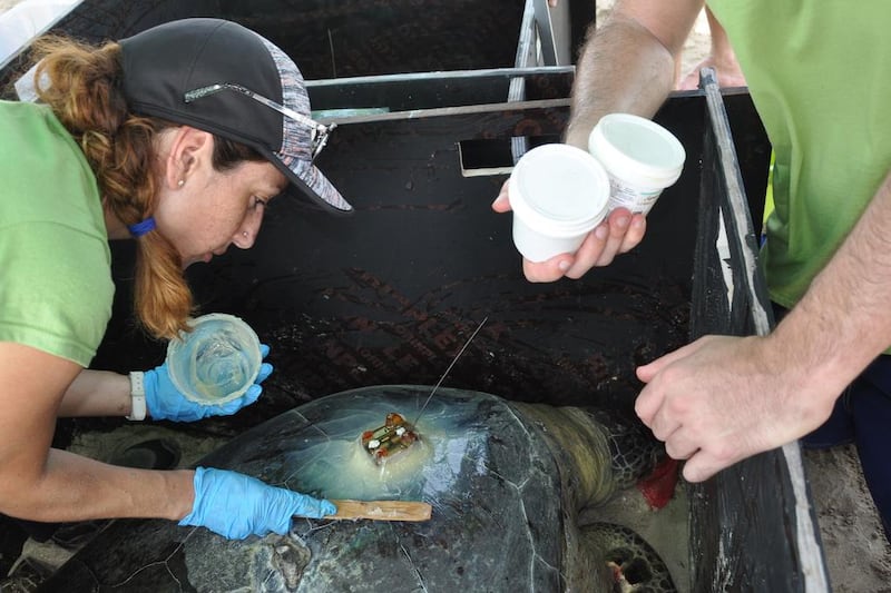 Jimena Rodriguez, manager of the marine turtle conservation project, applies an adhesive to a green turtle to attach a GPS tracking device before returning it to the sea. The turtle will provide data which will help paint a picture of climate change. Courtesy Paul Velasco / EWS-WWF
