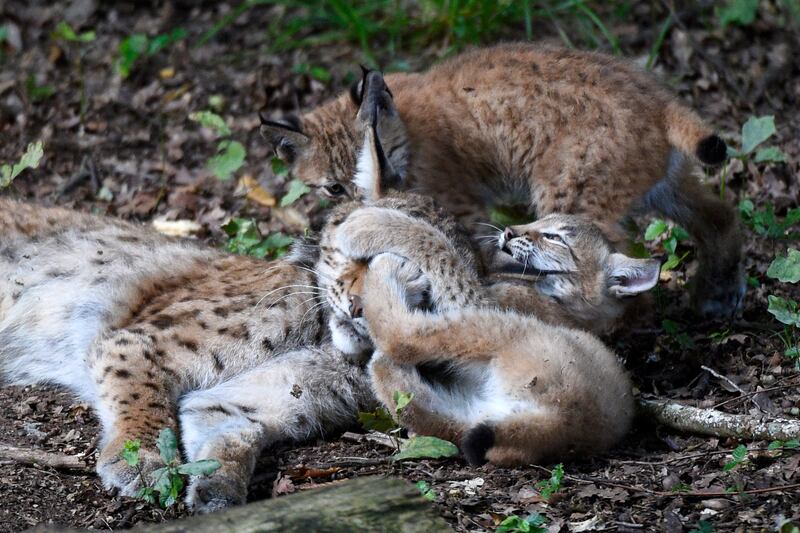 Kittens play with their mother at Sainte-Croix animal park in Rhodes, north-eastern France. AFP