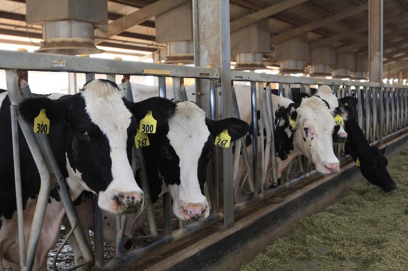 ABU DHABI - 09NOV2010 - Cows get bracing spray of clean and fresh recycled waste water at Al Ain Dairy. Ravindranath K / The National