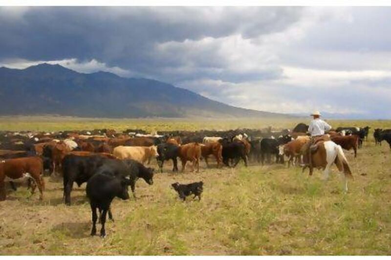 Rounding up a herd in a pasture on the ranch. Susan Hack