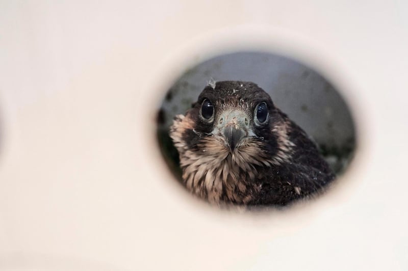 Saving the life of falcons, in the village of Niezgoda, Poland. The young falcons have been vaccinated and marked. Then the birds were transported to the forest, where at the height of several dozen meters they were let into artificial nests. EPA