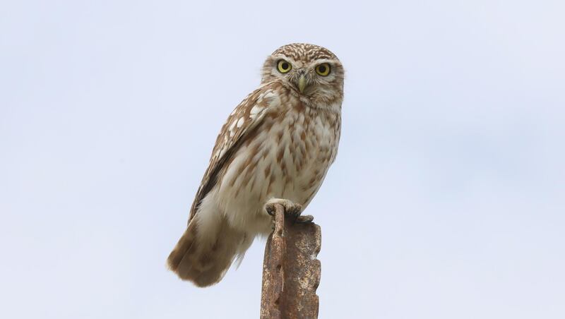 A small owl sits on a stone pole in a field east of the West Bank city of Jenin. EPA