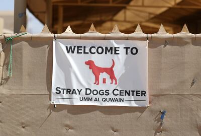 Umm Al Quwain, United Arab Emirates - Reporter: Nick Webster: Hundreds of stray dogs could be the unlikely winners in the widespread disruption enforced by coronavirus as more off-work teachers volunteer to foster homeless pets. Wednesday, March 11th, 2020. Umm Al Quwain. Chris Whiteoak / The National