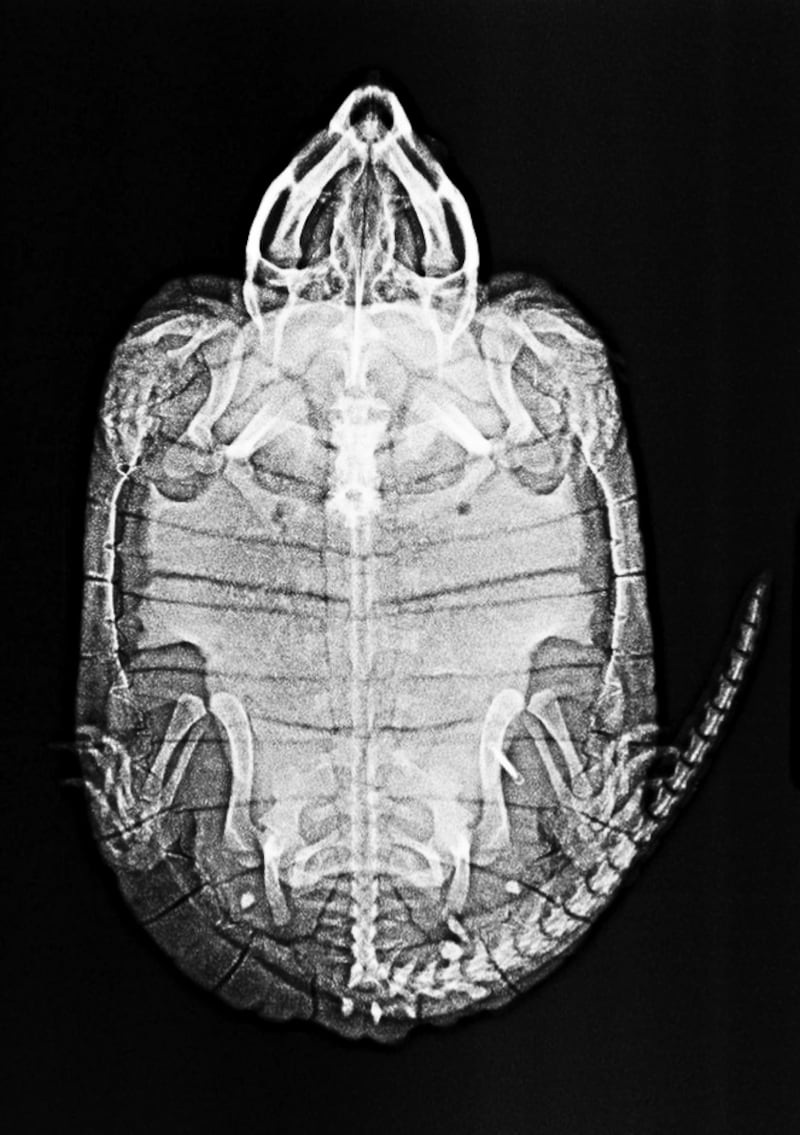 A zoo X-ray of a big-headed turtle. PA
