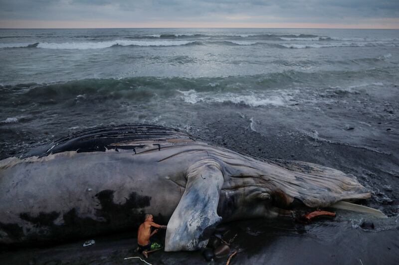 A man looks at the body of a dead humpback whale, measuring 15.7 meters long, according to El Salvador's Ministry of Environment, after it washed ashore in Las Flores beach in La Libertad, on November 5, 2021. By Jose Cabezas, Pulitzer Prize finalist for Feature Photography. Reuters