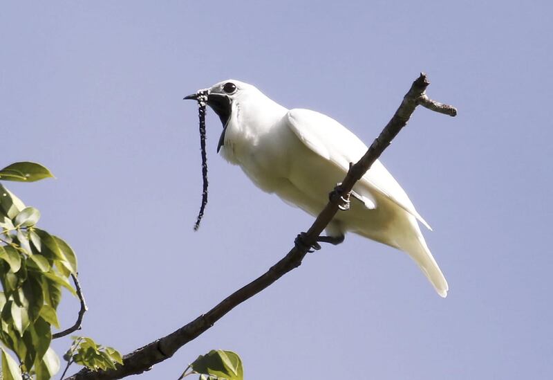 A male white bellbird (Procnias albus) screams its mating call in Amazon. AFP