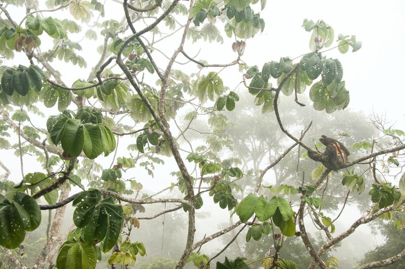 'Canopy Hangout' by Carlos Perez Naval, from Spain. Highly Commended in the Young Wildlife Photographers: 11-14 years old category. This shot shows a brown-throated three-toed sloth in Panama’s Soberania National Park. Courtesy Carlos Perez Naval / Wildlife Photographer of the Year