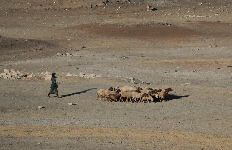 A shepherd herds flock of sheep at Balaa Dam. Syria’s long-running civil war grew out of anti-government protests in 2011, after a long drought that hit crop yields and livestock and drove people into cities