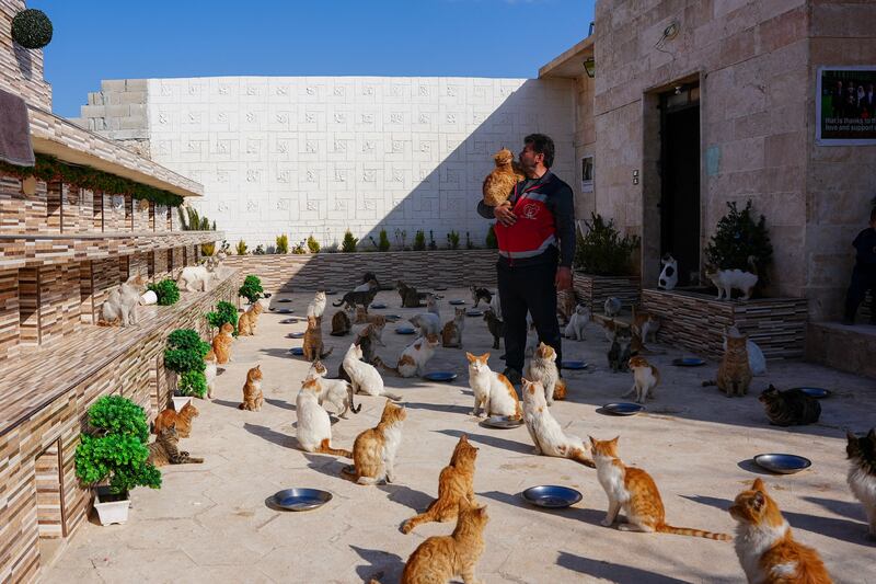 Volunteer Mohammed Alaa al-Jalil tends to cats rescued from the rubble of earthquake-affected buildings, at an animal shelter in al-Bab, in Aleppo, Syria. AFP