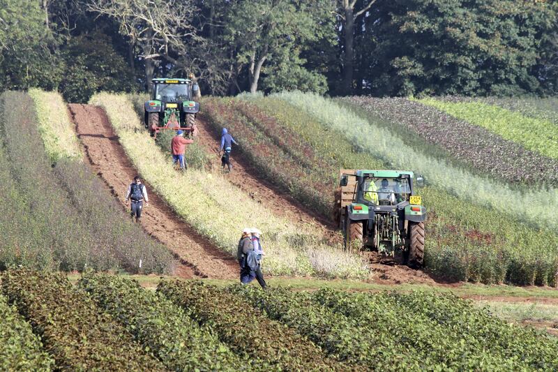 TN Brexit Farm labour Seasonal workers at Wyevale Nurseries Ledbury. 

Credit: National Farmers Union
