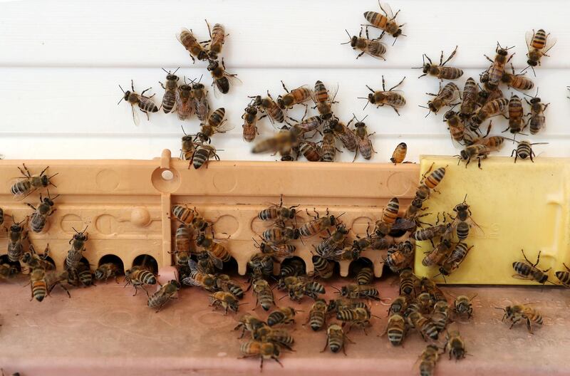 DUBAI, UNITED ARAB EMIRATES , November 7 – 2020 :- Bee hives at the Hatta honey bee garden at the Hatta in Dubai. The ticket price of honey bee garden tour is 50 AED per person.  (Pawan Singh / The National) For News/Online/Instagram/Big Picture. Story by Nick Webster