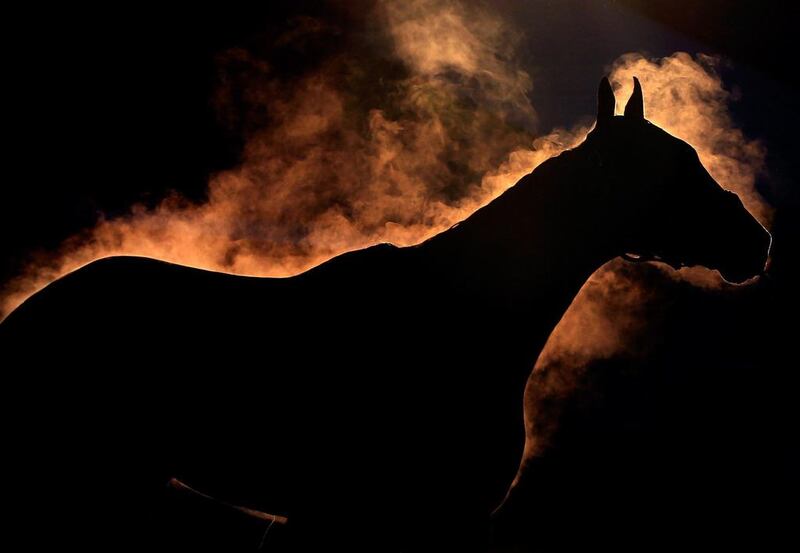 A horse gives off steam as it is bathed during early morning workouts ahead of the 140th Kentucky Derby at Churchill Downs on 2 May, 2014 in Louisville, Kentucky. AFP 