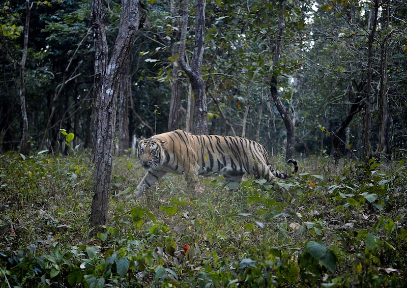 A royal Bengal tiger prowls in his open enclosure at Bengal Safari Park on the outskirts of Siliguri. AFP