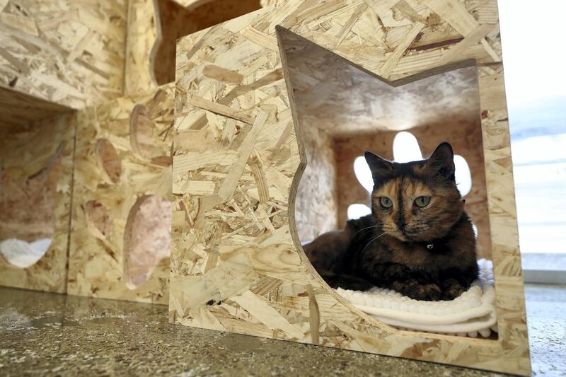 Dubai, United Arab Emirates - Reporter: Evelyn Lau. Lifestyle. Pawsome Paws in Dubai have opened a new luxury cat hotel (a place to board your cats) in Al Quoz. Thursday, March 11th, 2021. Dubai. Chris Whiteoak / The National