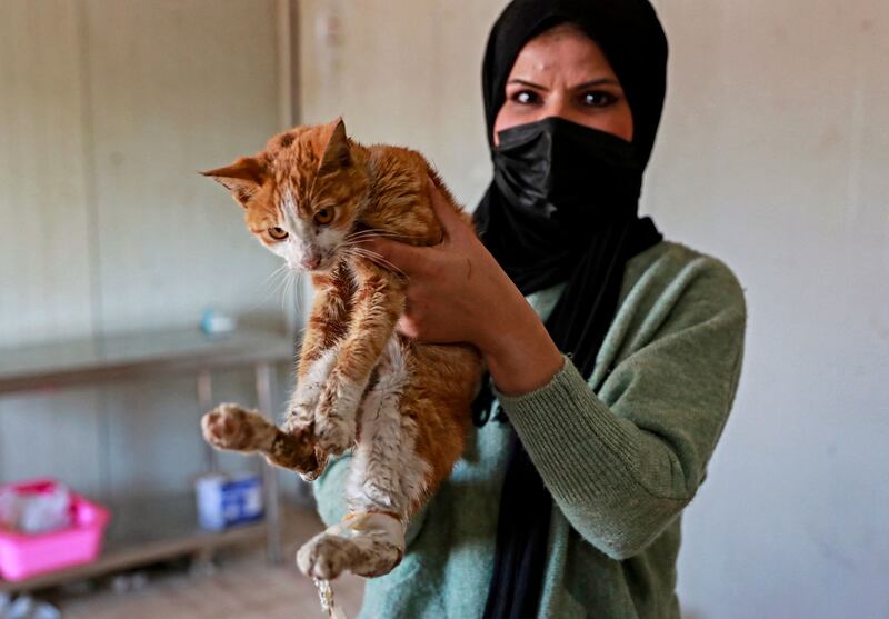 The cat is one of a handful of animals at the newly opened shelter.