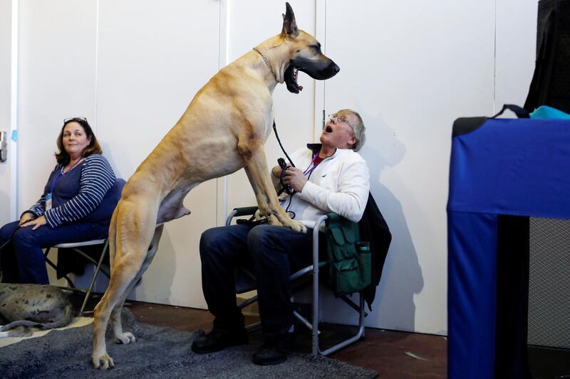 It had been a big day for Cap'n Crunch the Great Dane. Photo: Reuters