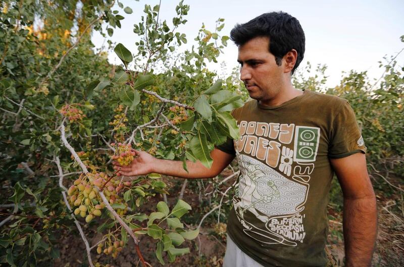 An Iranian man works at Hassan Ali Firouzabadi's pistachio farm on August 14, 2016 in Izadabad, a village in the southern Iranian Kerman province. Time is running out for the industry as unconstrained farming and climate change take a devastating toll. Atta Kenare / AFP