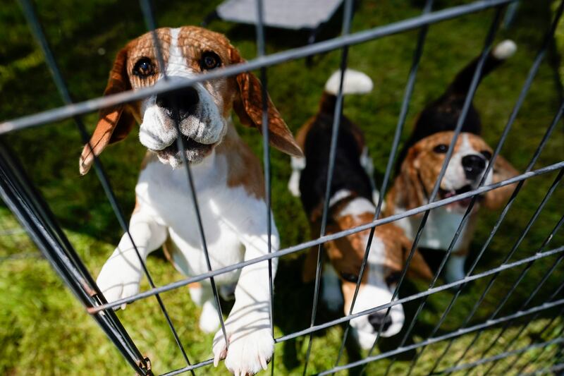 Beagles at Westminster Kennel Dog Show in the UK. Not all of the breed have it so lucky, and animal rights activists have been hitting the streets claiming that a dog's place is in the home, not the lab. AP