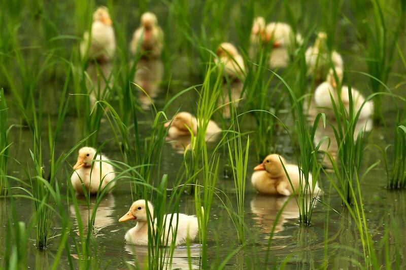 Two week old ducks swim in the newly planted rice field to eat insects and weeds at Ushio rice field on July 8, 2014 in Ichikawa, Japan. Rice farming using ducks to eliminate weeds and insects called ‘Aigamo Method’ is an eco-friendly alternative to chemical farming developed by Japanese farmer Takao Furuno in 1989. Getty Images