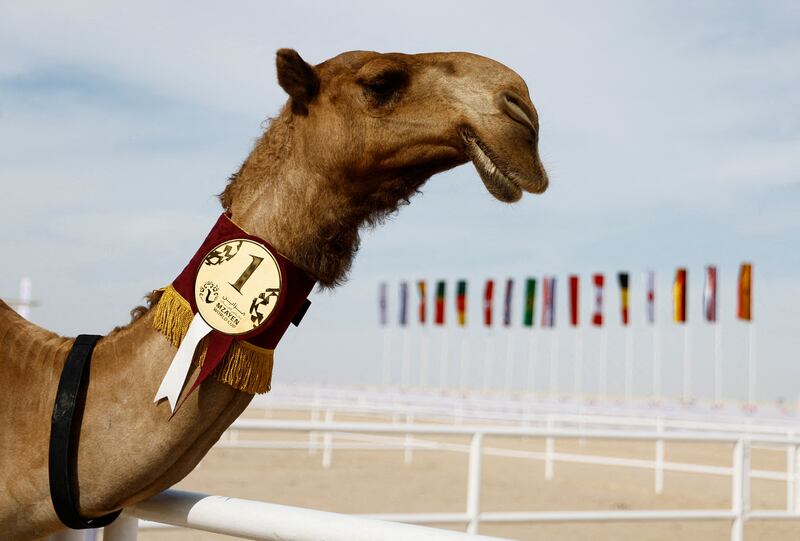 This fine specimen won the camel beauty contest held in Ash-Shahaniyah, Qatar. All photos: Reuters