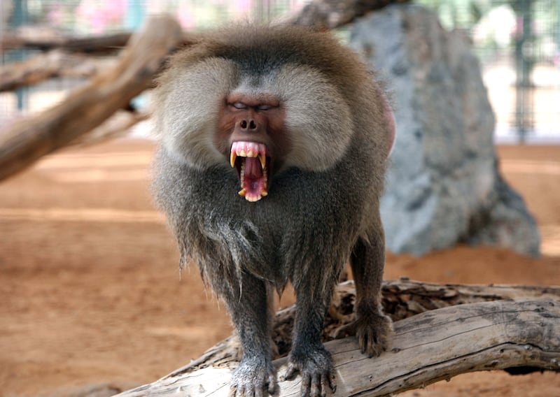 AL AIN. 8th July 2008. A hamadryas male baboon yawns at the Al Ain zoo as he finds a shady spot under a tree during the afternoon heat. Stephen Lock  /  The National. *** Local Caption ***  SL-zoo-001.jpgna11 zoo1.jpg