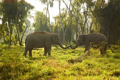 Elephants in their natural habitat at Anantara Golden Triangle Elephant Camp & Resort. Photo: Anantara Golden Triangle Elephant Camp & Resort