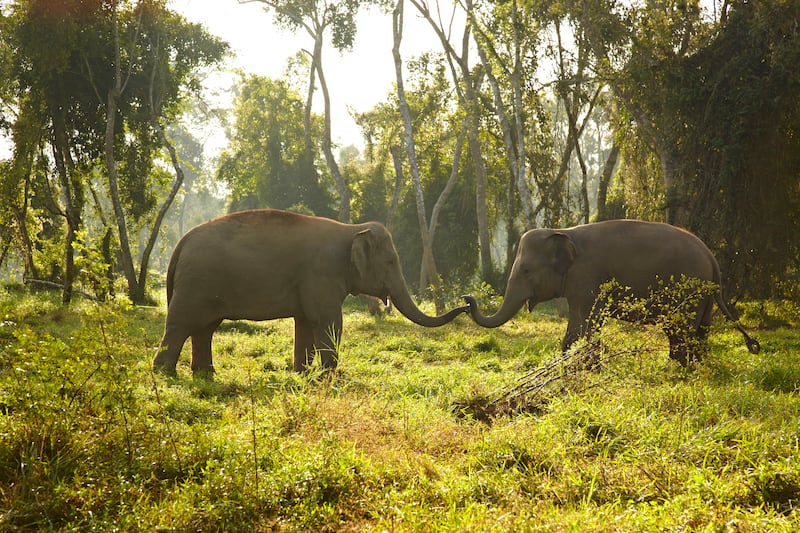 The property is home to an elephant camp, which was set up alongside the Golden Triangle Asian Elephant Foundation in 2003