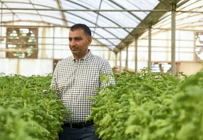 Abu Dhabi, United Arab Emirates - Amjad Akhal, originally from Syria has been handling Emirates Hydroponics farm since 2015. Khushnum Bhandari for The National