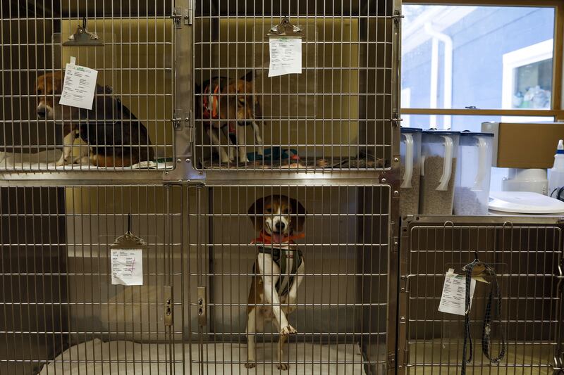 Homeward Trails Animal Rescue partnered with Paw Prints clinic to get rescued pets spayed and neutered as well as dental work, and heartworm treatment done before they are sent to foster homes or adopted. Getty Images / AFP
