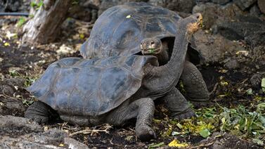 The Fernandina giant tortoise is one of many animals facing an uncertain future. AFP